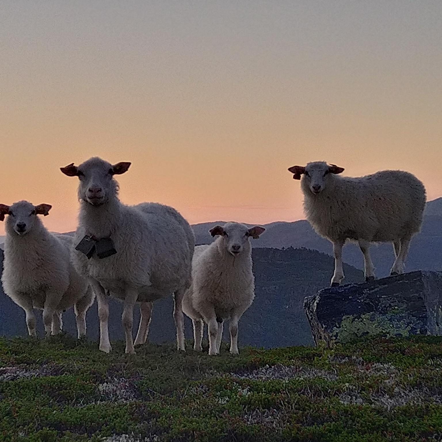 Sheep friends, high site